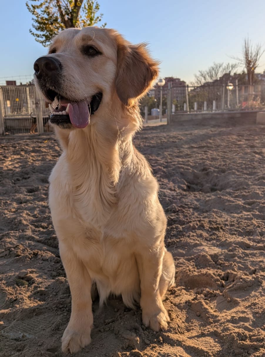 Animal-assisted therapy